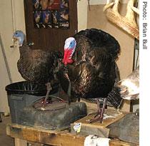 Pavos Robots